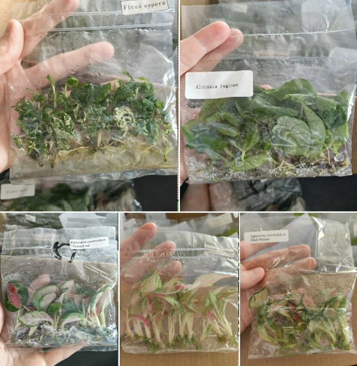Микроклоны растений in vitro в прозрачном герметичном пакете
