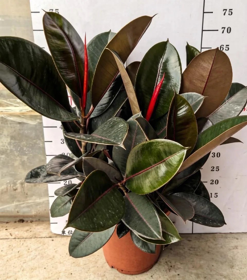 Фикус Burgandy 5pcs/pot 黑金刚