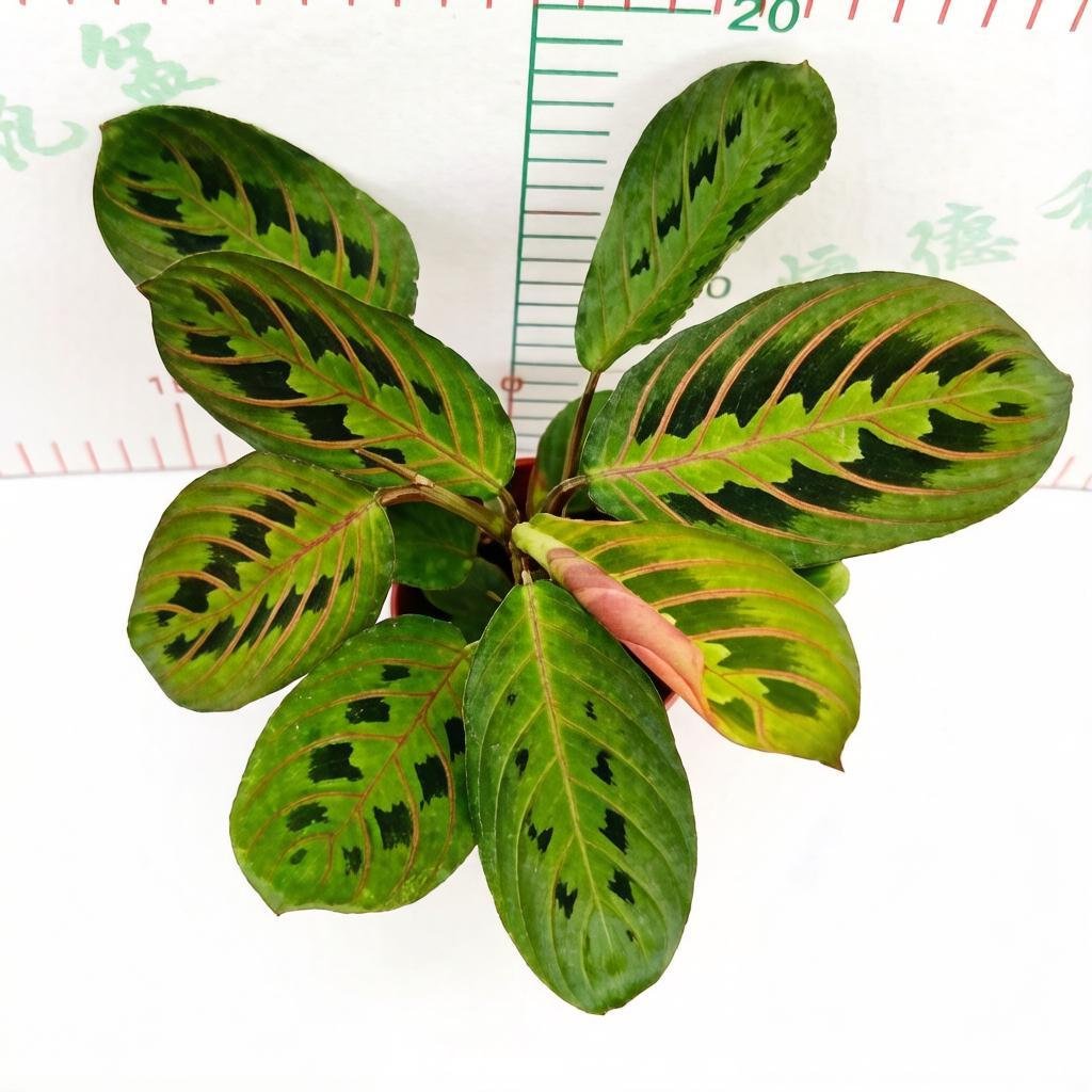Маранта leuconeura 'Erythroneura' 红脉叶蝉