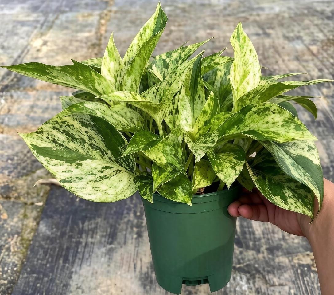 Эпипремнум pinnatum Marble Queen