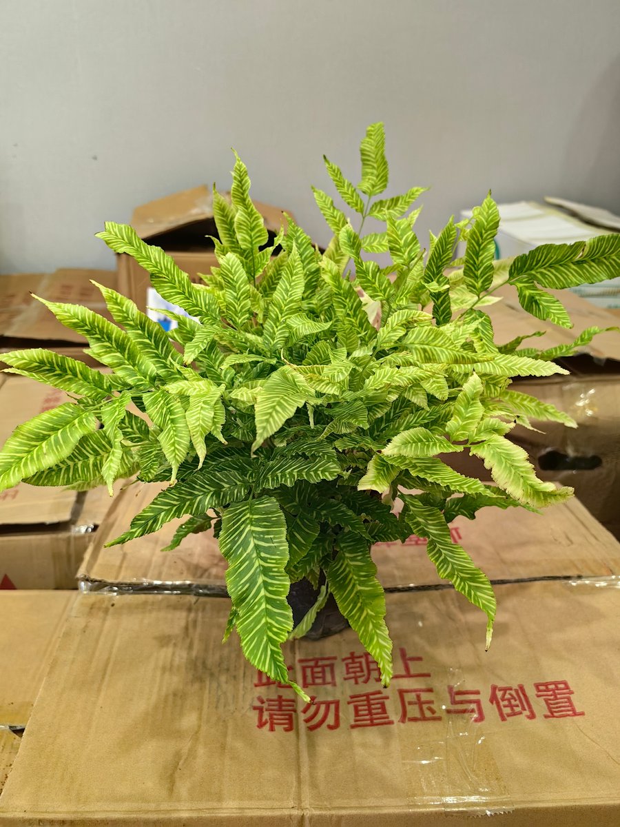 Кониограмма emeiensis cv. Golden Zebra 黄金斑马蕨, фото 2