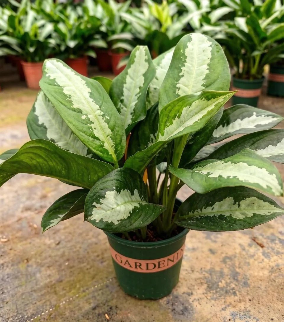 Аглаонема Elegant 3pcs/pot 雅丽