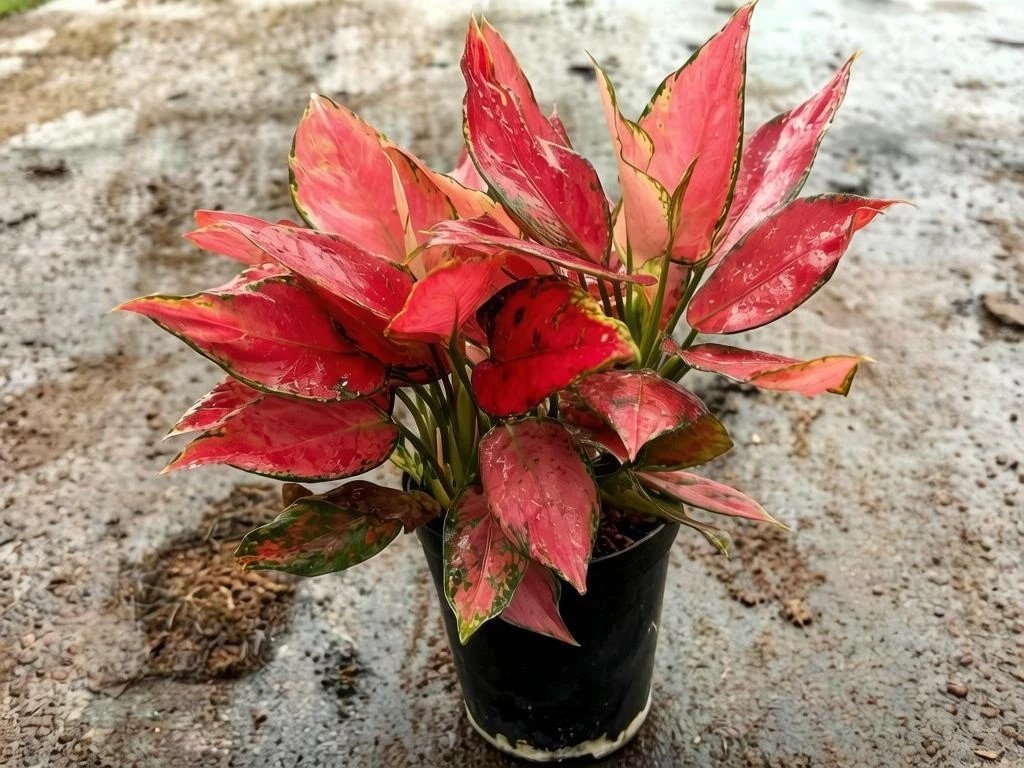 Аглаонема Red Angel 3pcs/pot 141三株红天使