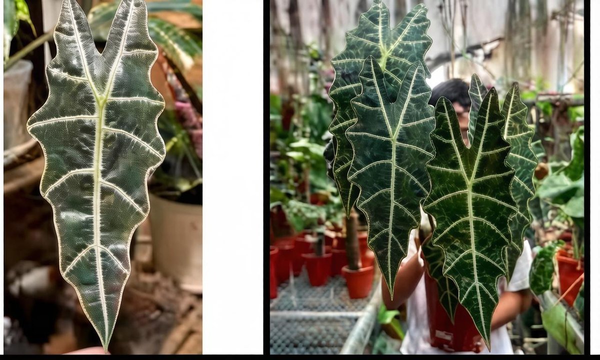 Алоказия Amazonia