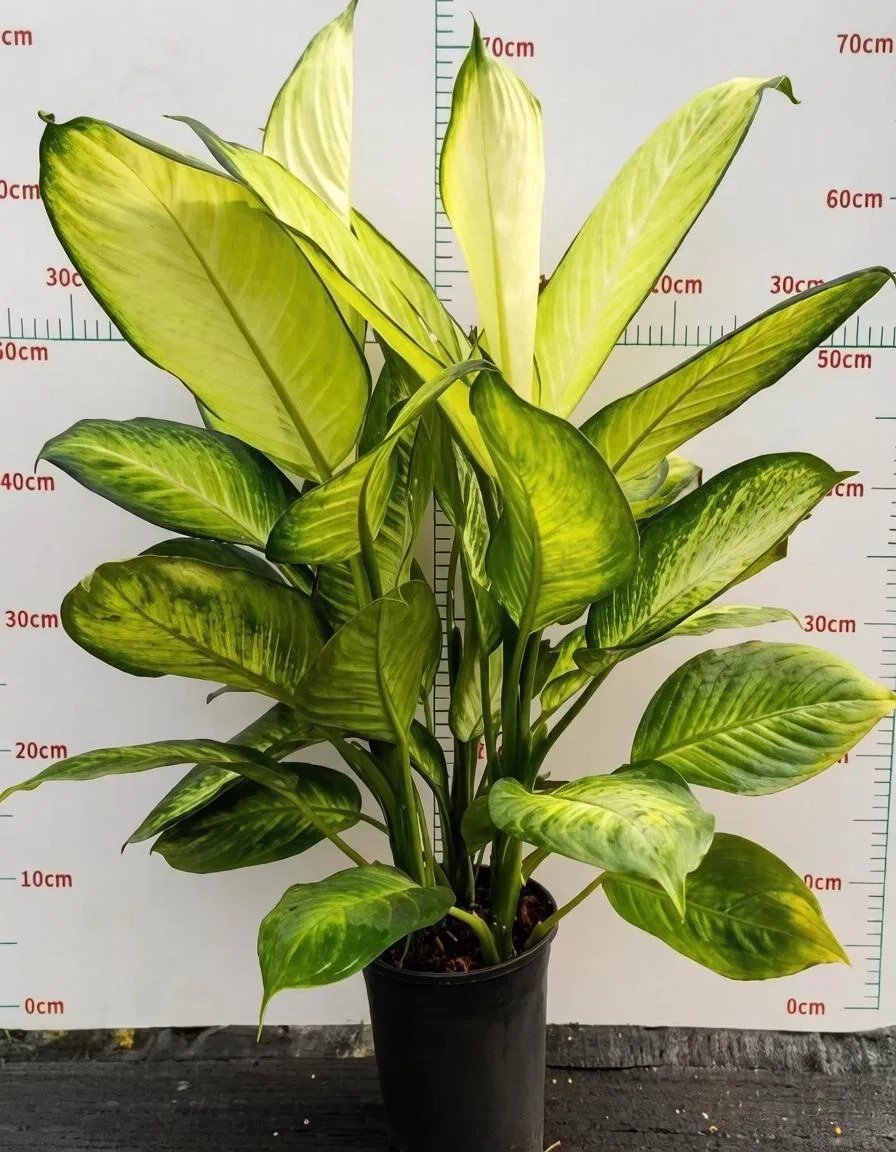 Диффенбахия Maria 3pcs/pot 玛丽安