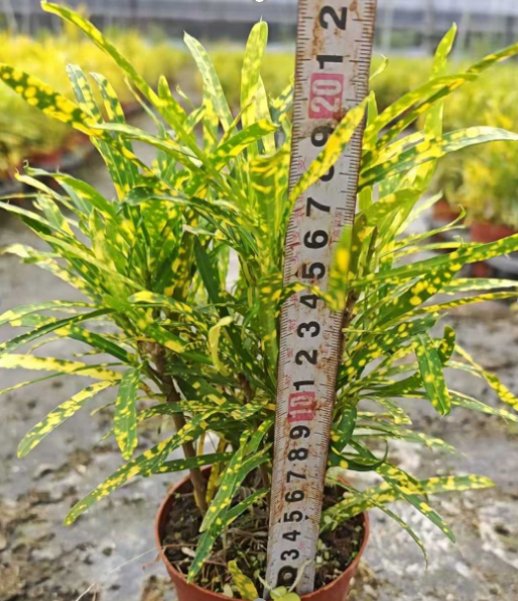 Кротон variegatum  (medium:Soil)  细叶洒金, фото 2