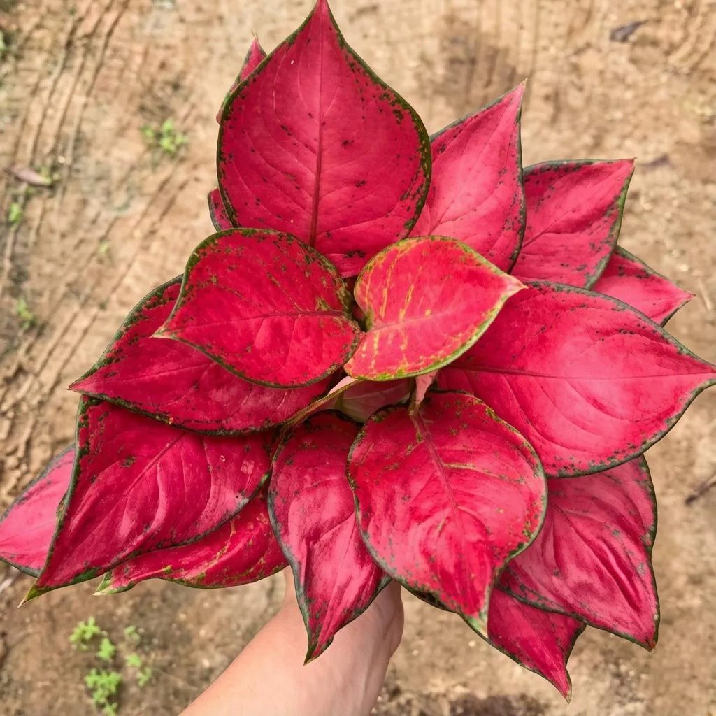 Аглаонема rich red 3pcs/pot 140#三株富贵红