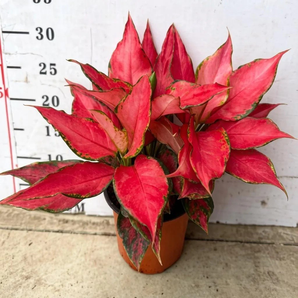 Аглаонема big Angel 3pcs/pot 三株大叶天使