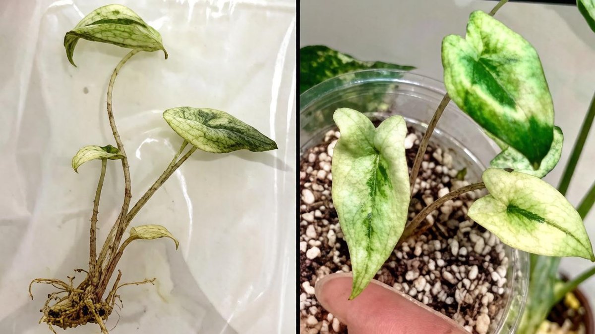 Алоказия Zebrina Mint Variegated