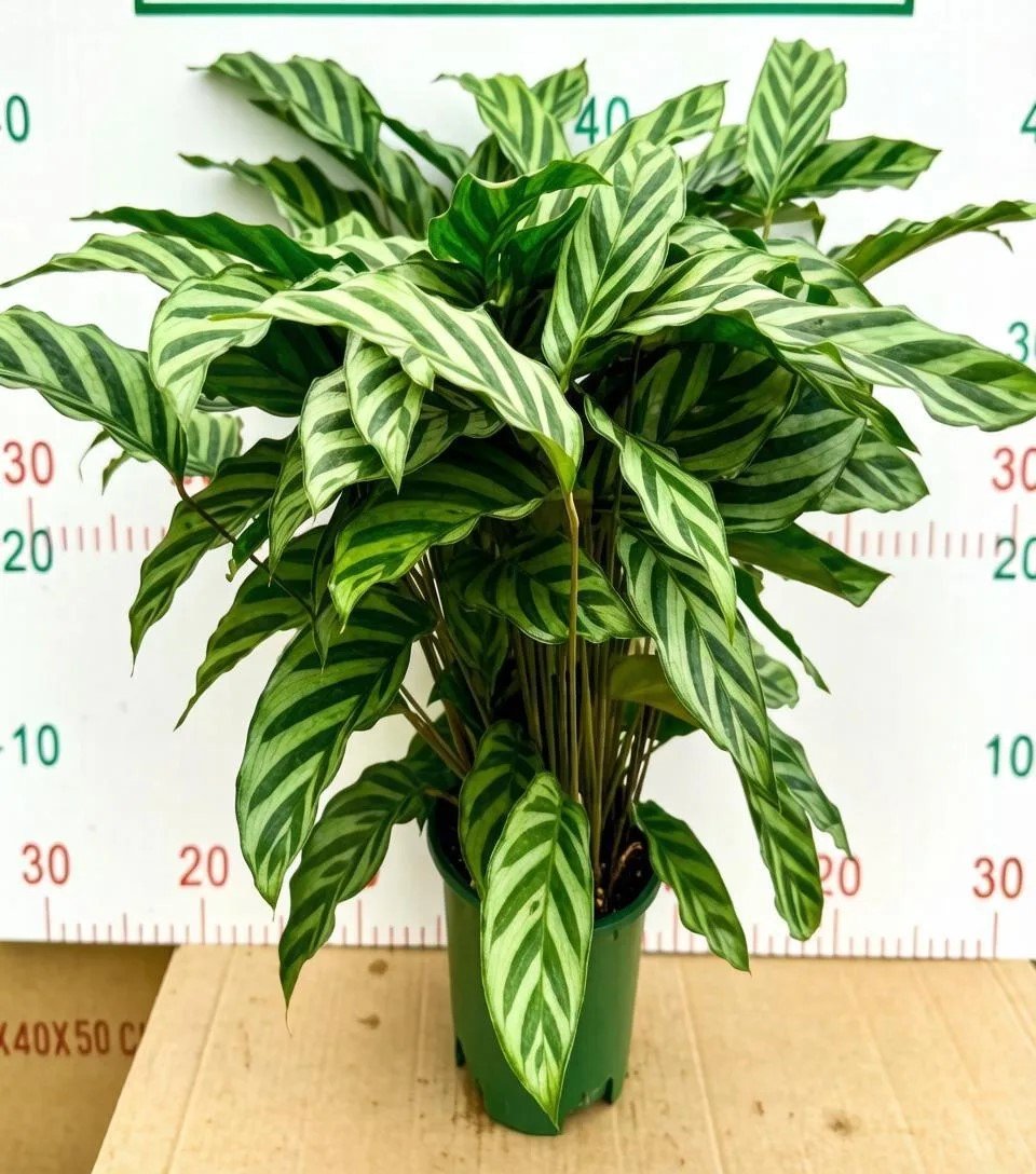 Calathea concinna 'Freddy'翠叶