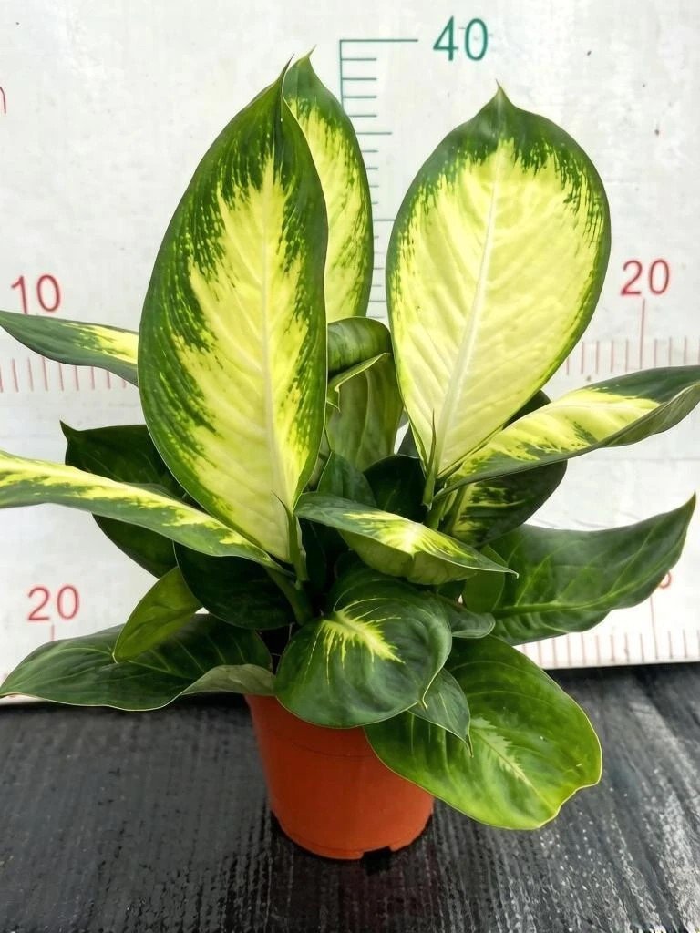 Диффенбахия Maria 3pcs/pot 玛丽安