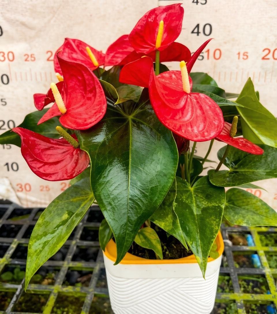 Антуриум Hydroponics andraeanum Minnesota 桌面明尼苏达