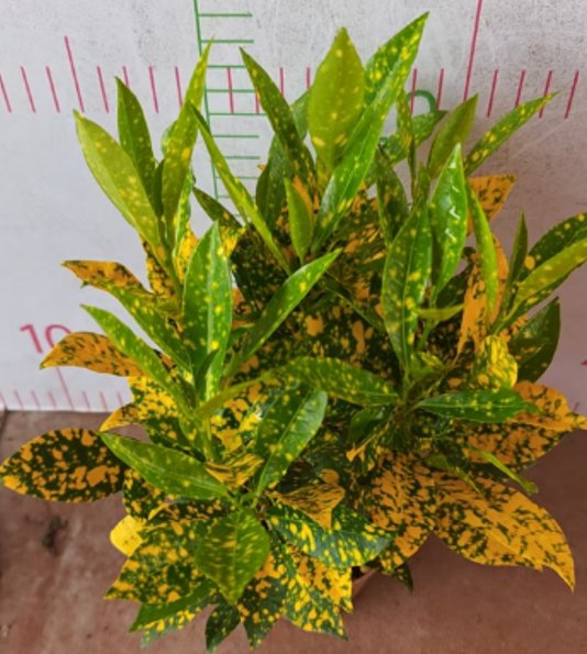 Кротон variegatum  (medium:Soil)  洒金, фото 2