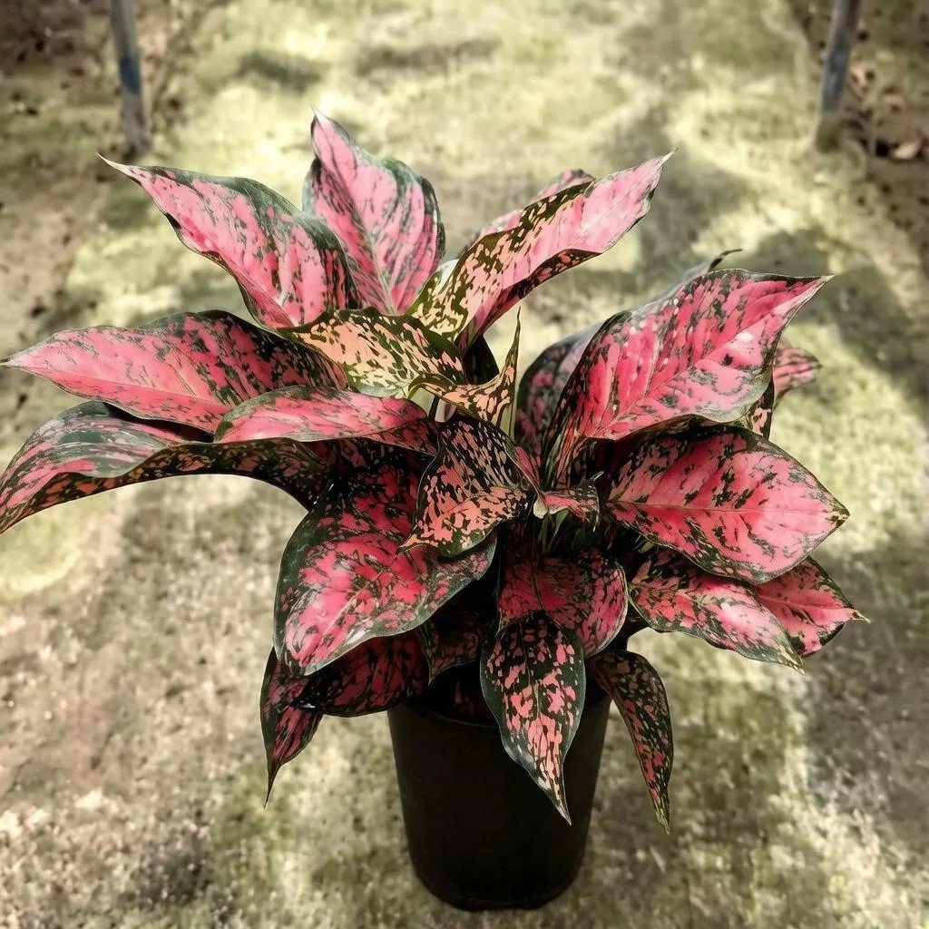 аглаонема big Angel 3pcs/pot 三株大叶天使